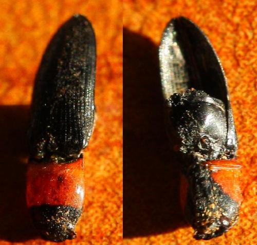 Cardiophorus anticus