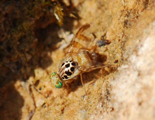 Réf. 76 942 : Carpomya schineri
