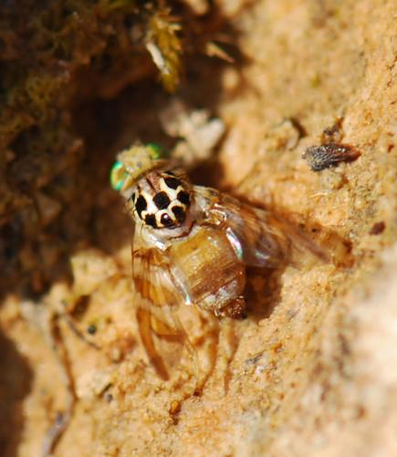 Réf. 76 943 : Carpomya schineri