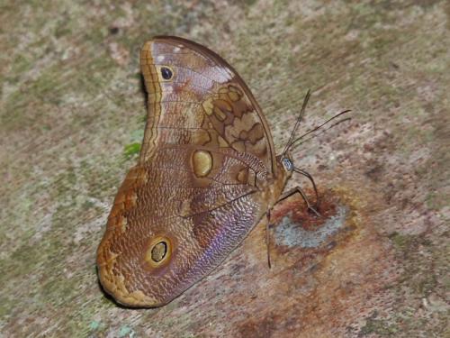 Catoblepia xanthus