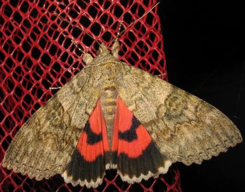 Réf. 76 040 : Catocala nupta