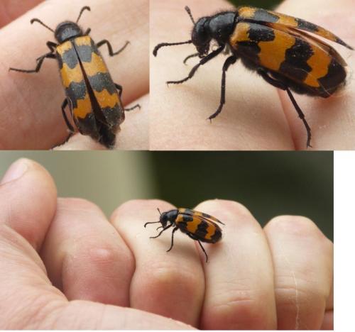 Réf. 76 023 : Mylabris variabilis