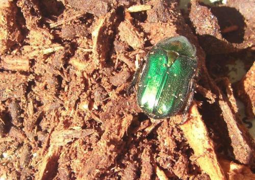Réf. 76 276 : Cetonia aurata