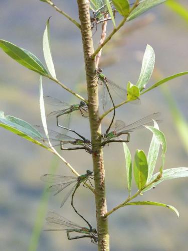 Chalcolestes viridis