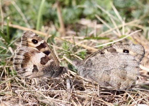 Réf. 76 807 : Chazara briseis