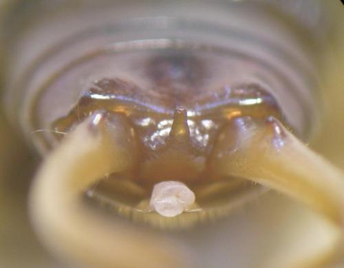 Réf. 76 510 : Chelidurella acanthopygia