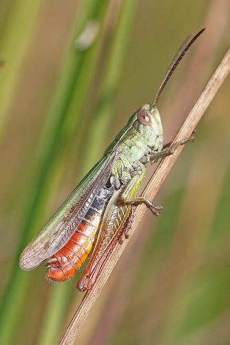 Chorthippus dorsatus dorsatus