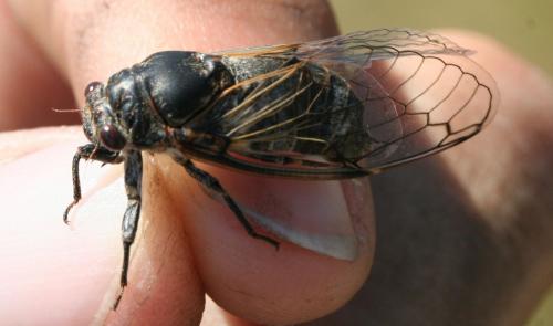 Réf. 76 794 : Cicadatra atra