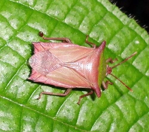 Pygoplatys sp.