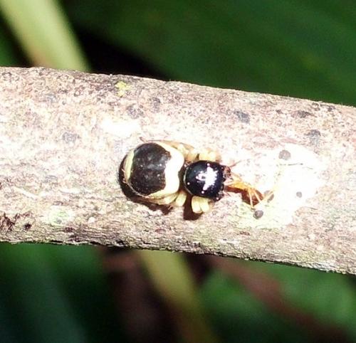 Réf. 76 877 : Pystira sp.