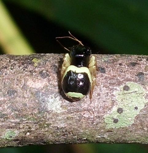 Réf. 76 878 : Pystira sp.