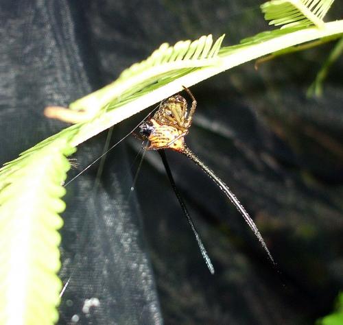 Réf. 76 874 : Macracantha arcuata