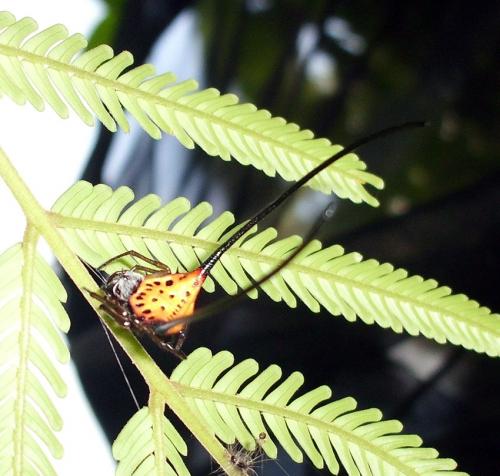 Réf. 76 873 : Macracantha arcuata