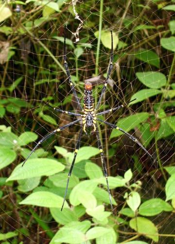 Réf. 76 869 : Nephila pilipes
