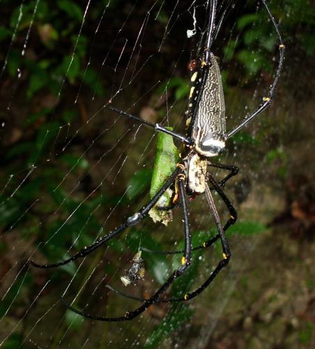 Réf. 76 870 : Nephila pilipes