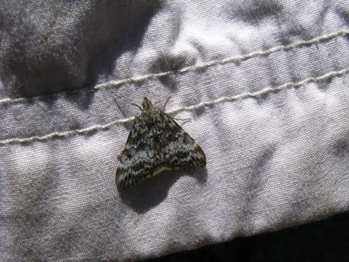 Evergestis sophialis