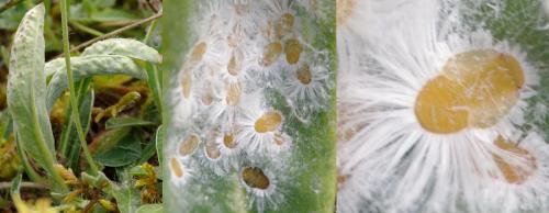 Trioza proxima