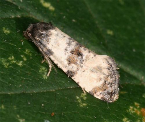 Cochylis atricapitana