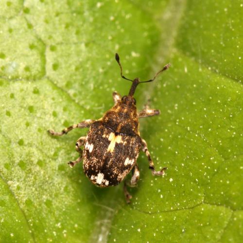 Mogulones crucifer