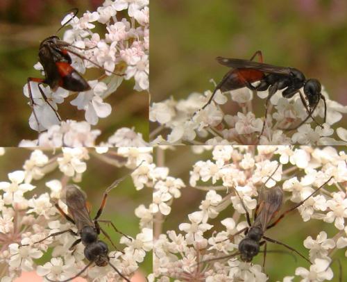 Priocnemis sp.