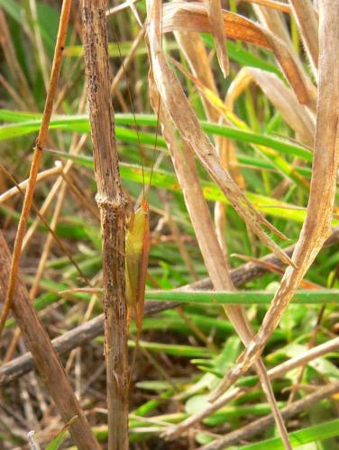 Conocephalus conocephalus