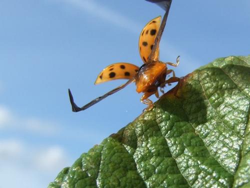 Harmonia axyridis
