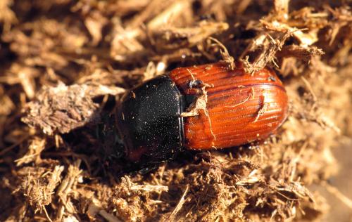 Réf. 76 898 : Coprimorphus scrutator