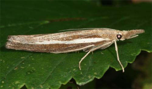 Agriphila tristella