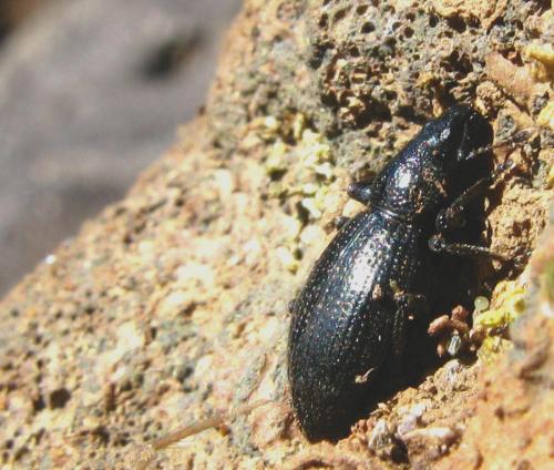 Cratopopsis coquereli