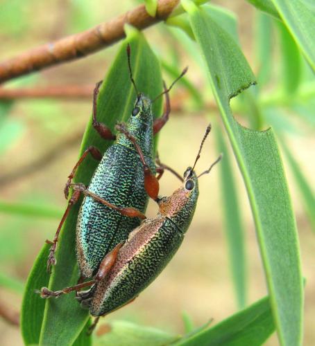 Cratopus sumptuosus