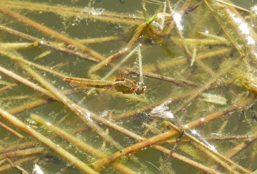 Réf. 76 798 : Crocothemis erythraea