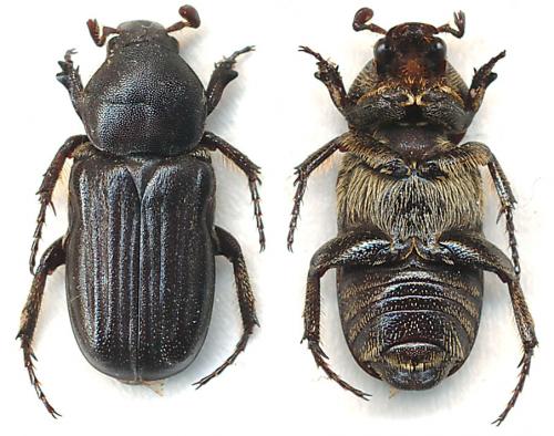 Coenochilus ventricosus