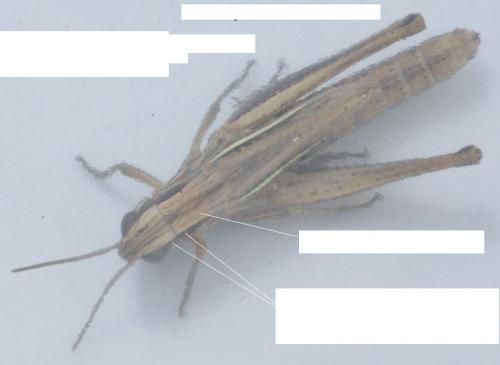 Euchorthippus declivus