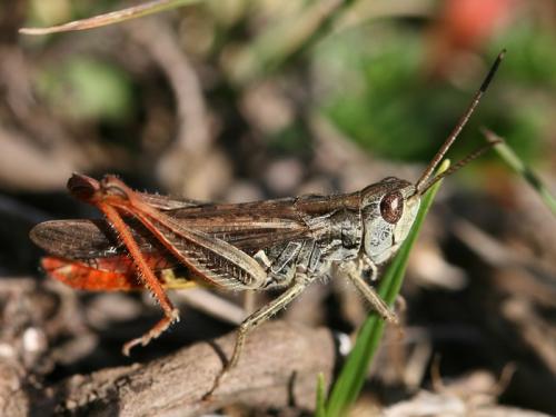 Réf. 76 257 : Chorthippus sp.