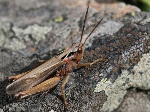Réf. 76 254 : Omocestus viridulus
