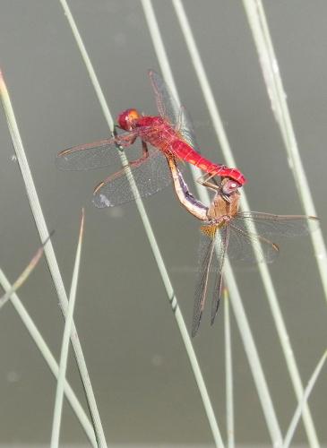 Crocothemis erythraea