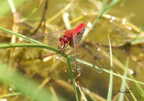 Réf. 76 963 : Crocothemis erythraea