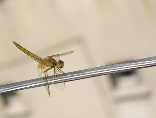 Crocothemis erythraea