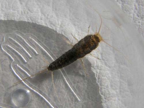 Réf. 76 234 : Ctenolepisma longicaudata