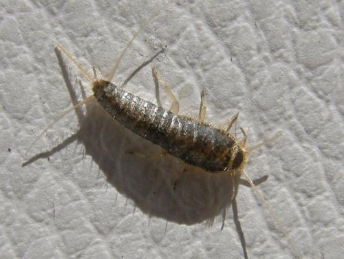 Ctenolepisma longicaudata