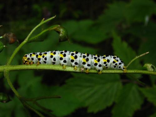 Cucullia sp.