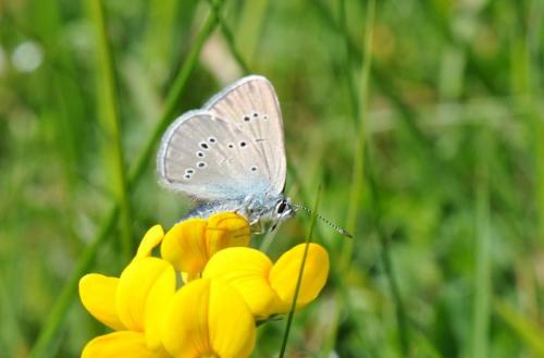 Cyaniris semiargus