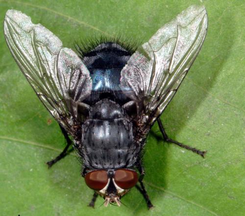 Réf. 76 189 : Calliphora sp.