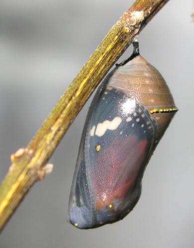 Réf. 76 767 : Danaus chrysippus