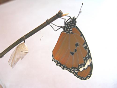Danaus chrysippus
