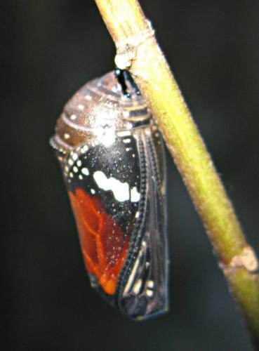 Danaus chrysippus