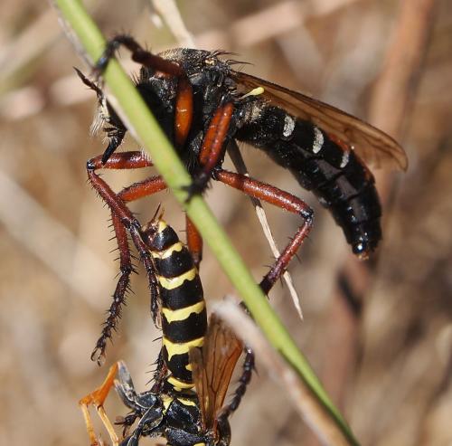 Dasypogon diadema