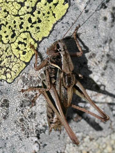 Metrioptera brachyptera