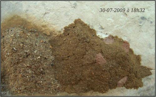 Delta unguiculatum