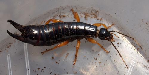 Anisolabis maritima